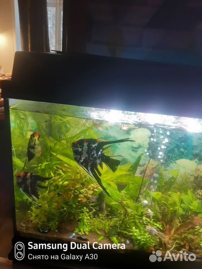 Аквариумные растения и анцитрусы