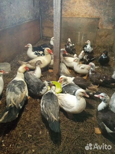 Инкубационное яйцо мускусной утки