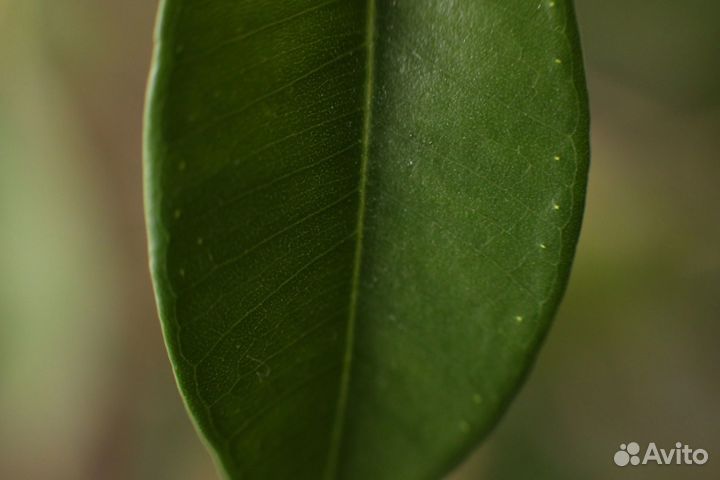 Макрокольца Shoot