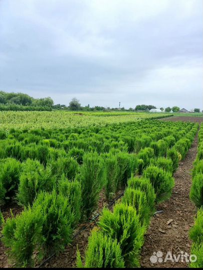 Саженцы из Крыма