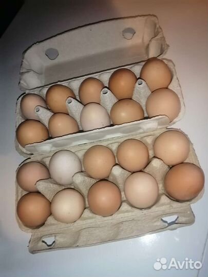 Яйцо куриное