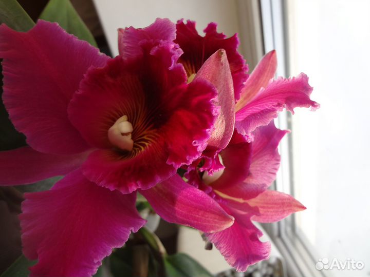 Орхидея каттлея, делёнка