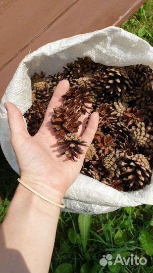 Шишки сосновые с дачи