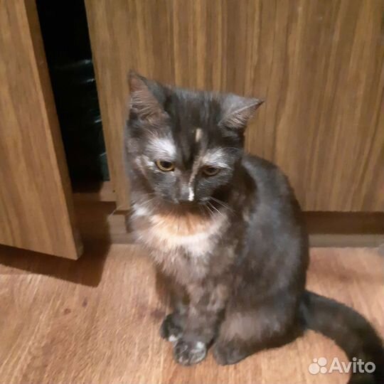 Кошечка стерилизованная