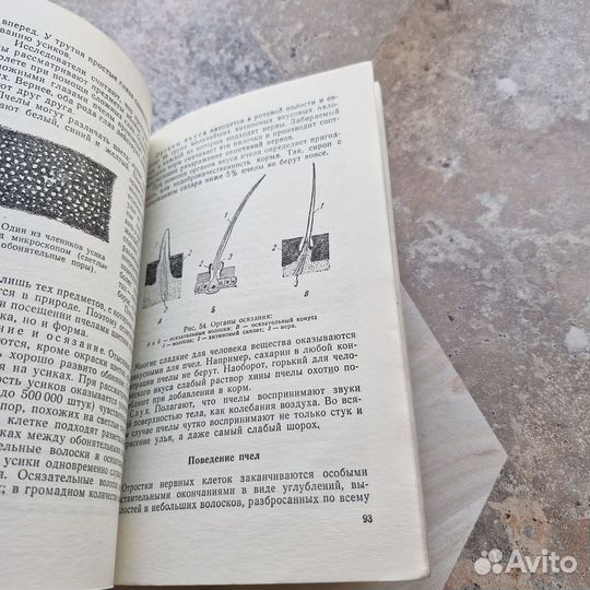 В мире пчел. Щербина. 1960 г