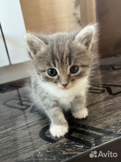 Котенок в добрые руки