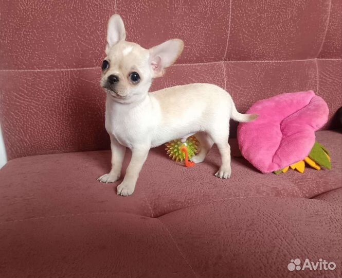 Щенки чихуахуа большой выбор окрасов