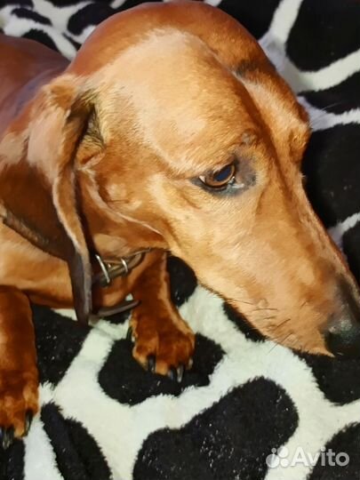 Карликовая такса