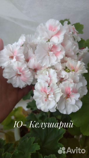 Пеларгонии сортовые