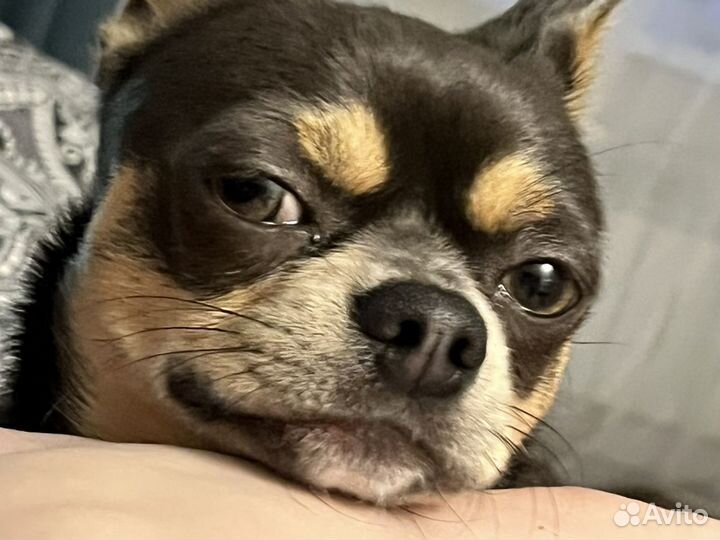 Вязка кобель чихуахуа