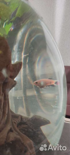 Аквариум с рыбками