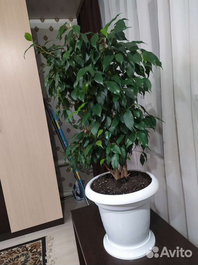 Фикус бенджамина большой