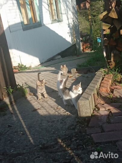 Котятки в добрые руки