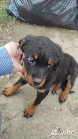 Собака в добрые руки отдам бесплатно