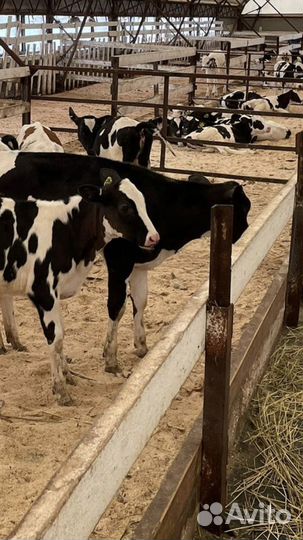 Бычки и быки телки и телочки