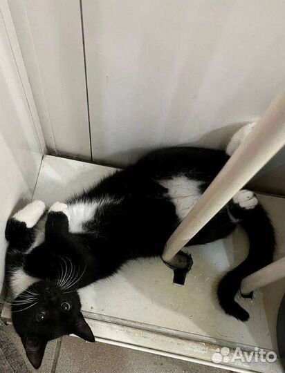 Кошки бесплатно