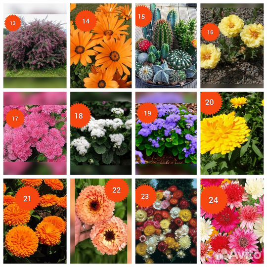 Семена цветов