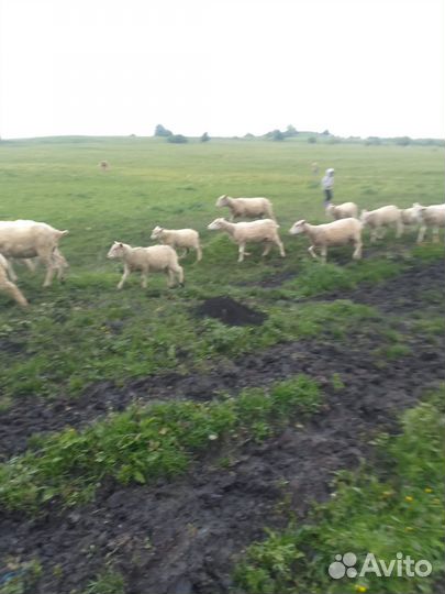 Овцы и козы