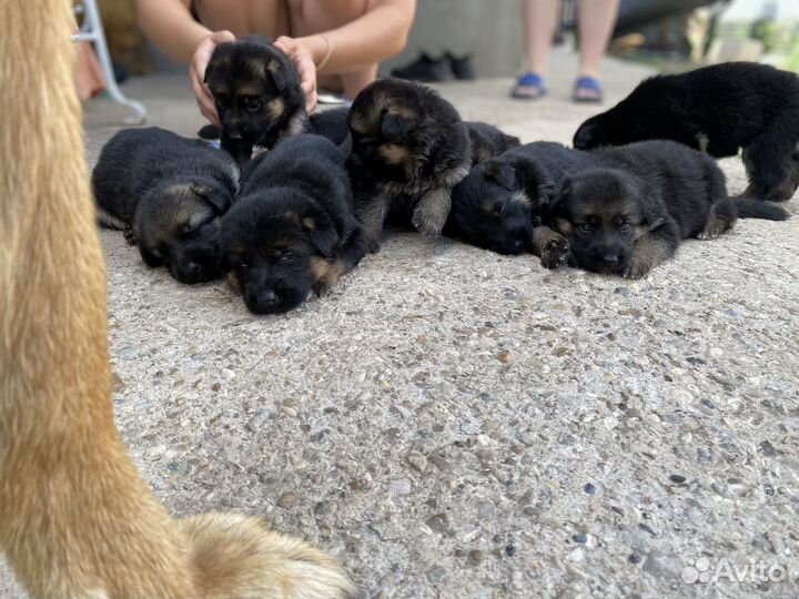 Щенки немецкой овчарки