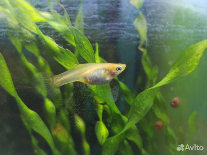 Гуппи Эндлера