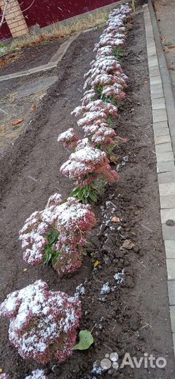 Седум бриллиант