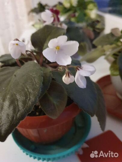 Детки сортовых фиалок