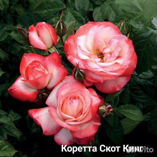 Саженцы роз