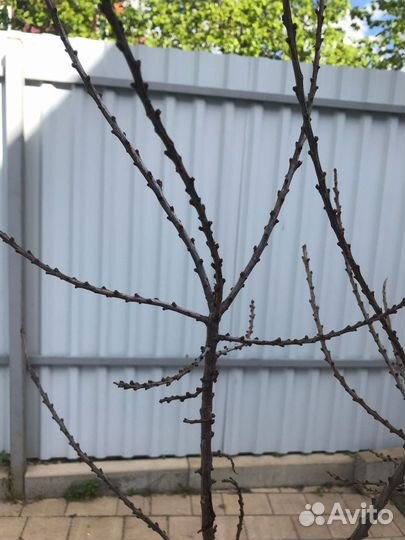 Ветки для декора