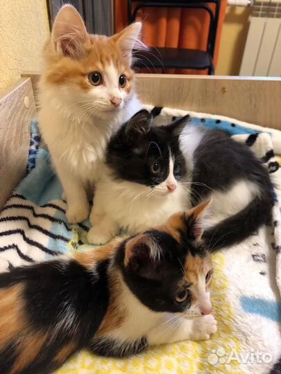 Отдам бесплатно