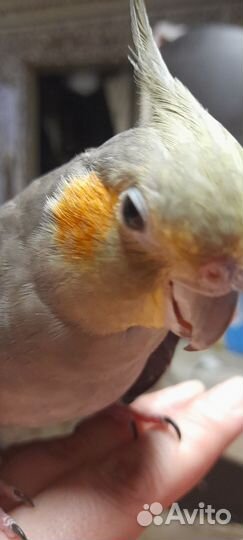 Попугай корелла