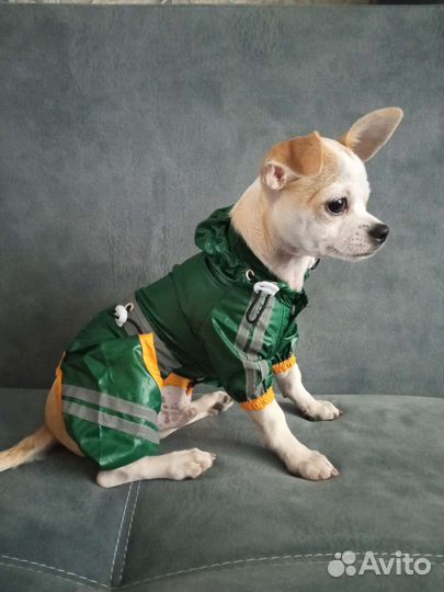 Дождевик для маленькой собаки