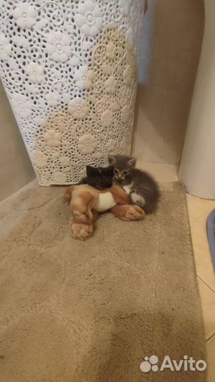 Котёнок ищет дом