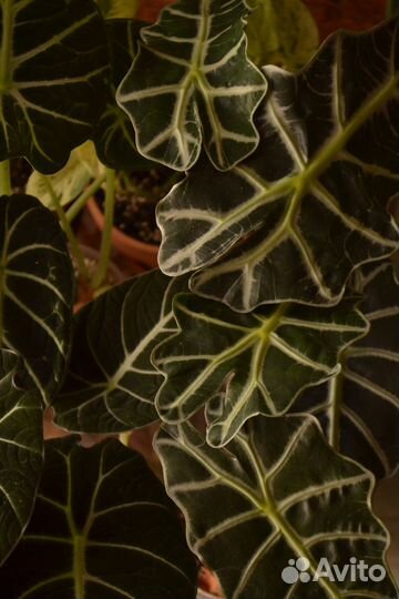 Комнатные растения цветы