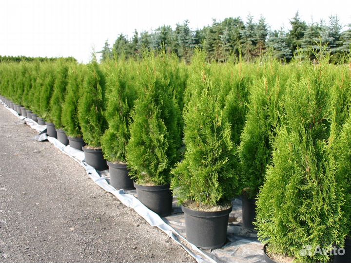 Оптом смарагд туи