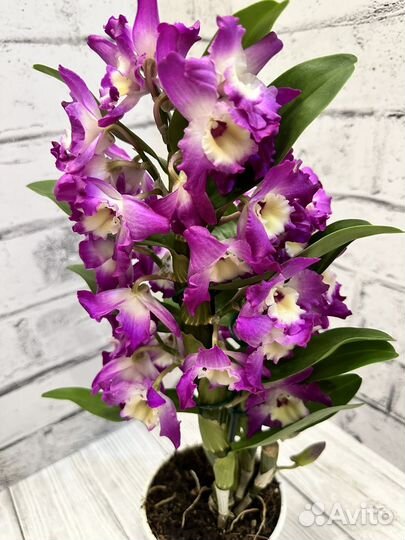 Дендробиум