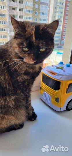 Кошка в добрые руки