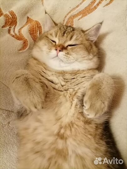 Шотландский кот на вязку