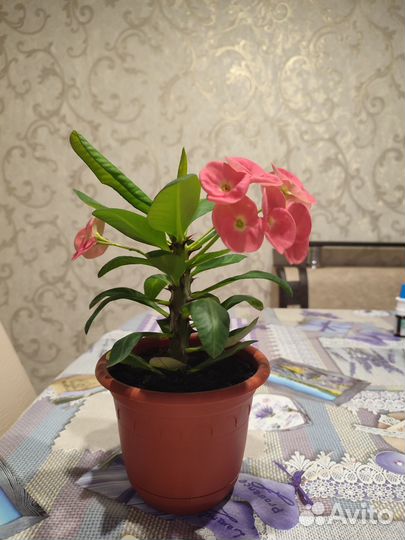 Молочай Миля розовый