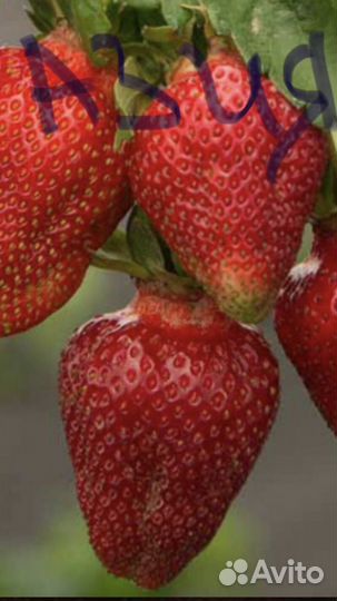 Саженцы клубники