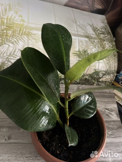 Фикус каучуконосый