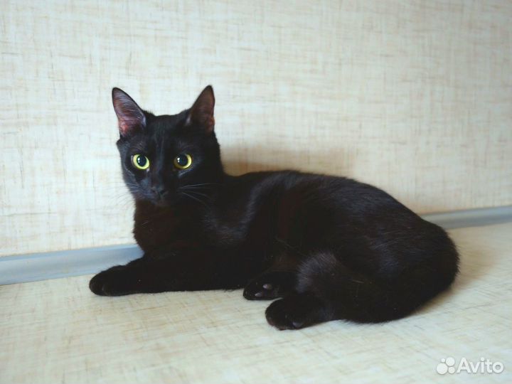 Черника ищет дом