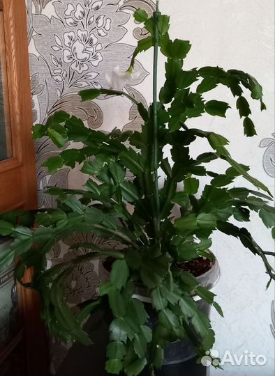 Декабрист белый