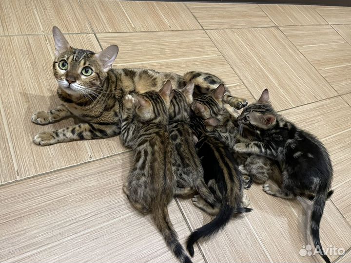 Бенгальские котята