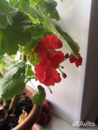 Пеларгония герань