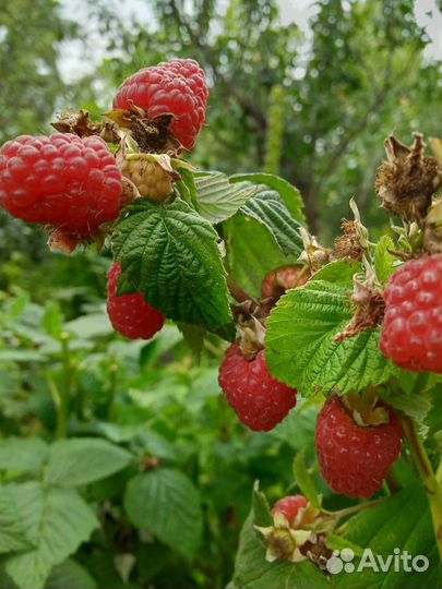Форзиция,чубушник,малина Гусар,ежевика