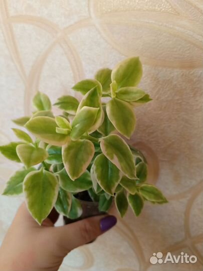 Аптения сердцелистная вариегатная