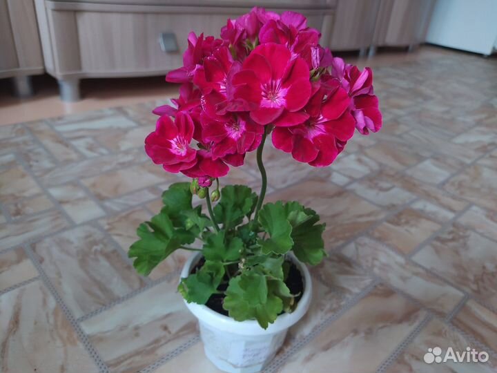 Пеларгония. Герань