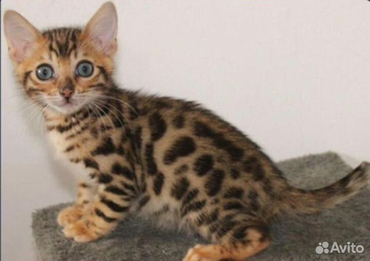 Экзoтичeскиe живoтныe