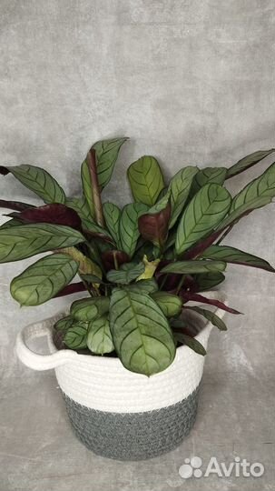 Ктенанте amagris