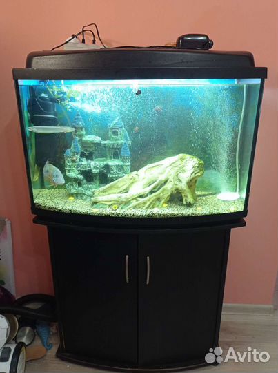 Аквариум, рыбки, декорации